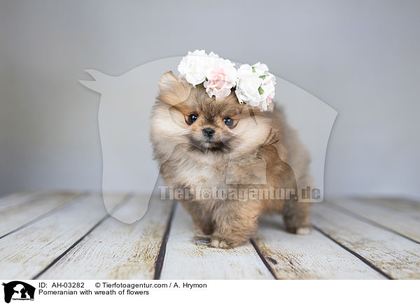 Pomeranian mit Blumenkranz / Pomeranian with wreath of flowers / AH-03282
