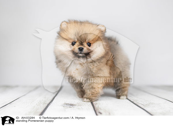 stehender Pomeranian Welpe / standing Pomeranian puppy / AH-03284