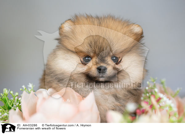 Pomeranian mit Blumenkranz / Pomeranian with wreath of flowers / AH-03286