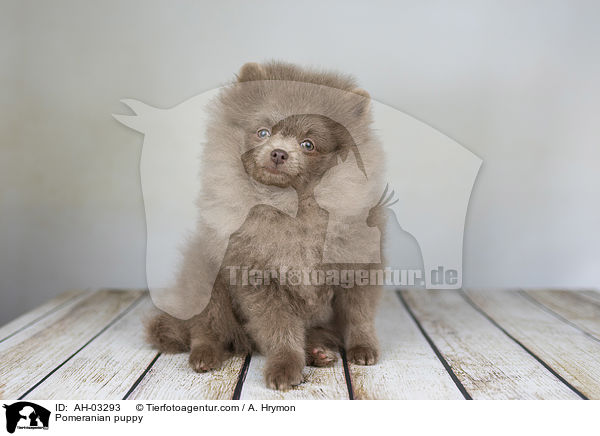 Pomeranian Welpe / Pomeranian puppy / AH-03293