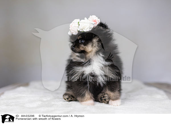 Pomeranian mit Blumenkranz / Pomeranian with wreath of flowers / AH-03296