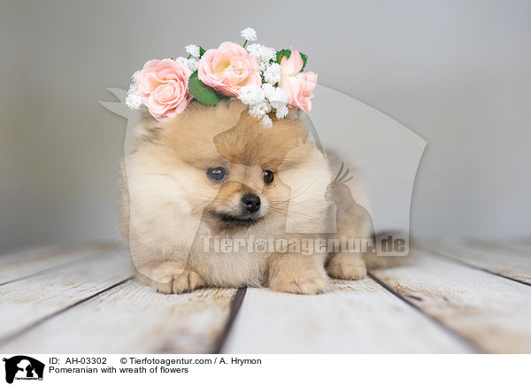 Pomeranian mit Blumenkranz / Pomeranian with wreath of flowers / AH-03302