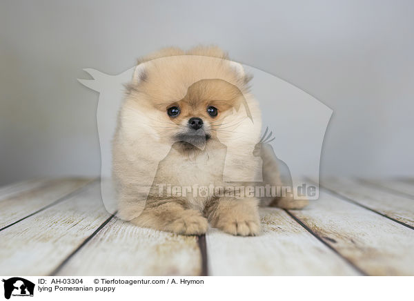 liegender Pomeranian Welpe / lying Pomeranian puppy / AH-03304