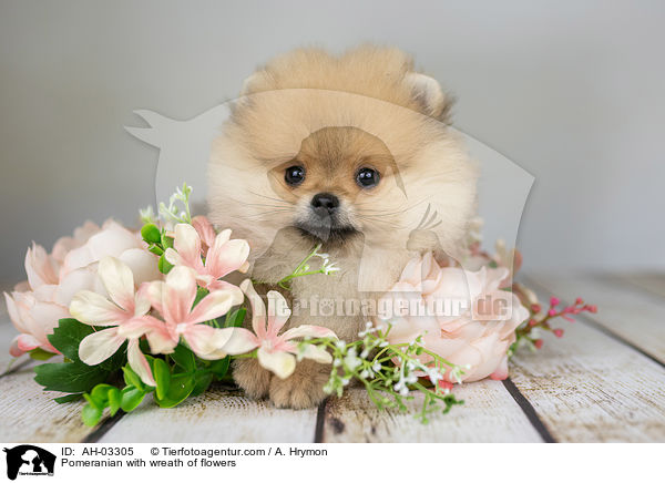 Pomeranian mit Blumenkranz / Pomeranian with wreath of flowers / AH-03305