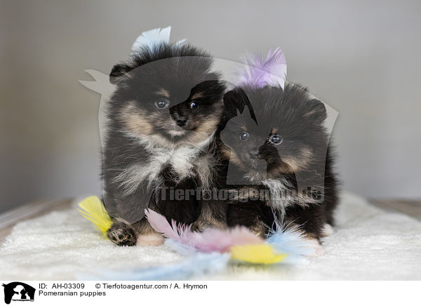 Pomeranian Welpen / Pomeranian puppies / AH-03309