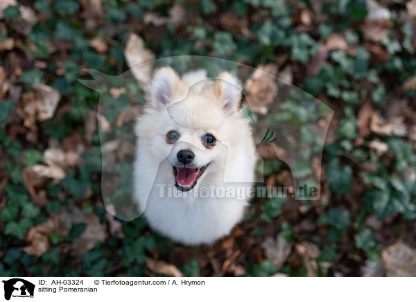 sitzender Pomeranian / sitting Pomeranian / AH-03324