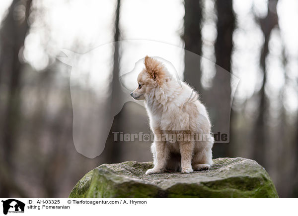 sitzender Pomeranian / sitting Pomeranian / AH-03325