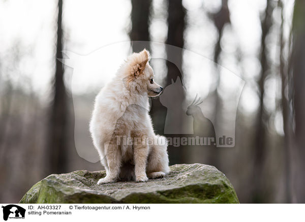 sitzender Pomeranian / sitting Pomeranian / AH-03327