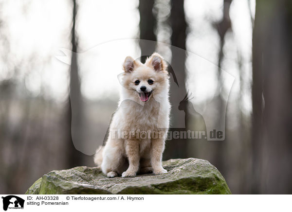 sitzender Pomeranian / sitting Pomeranian / AH-03328