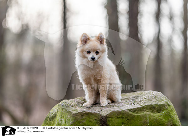 sitzender Pomeranian / sitting Pomeranian / AH-03329