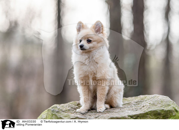 sitzender Pomeranian / sitting Pomeranian / AH-03330