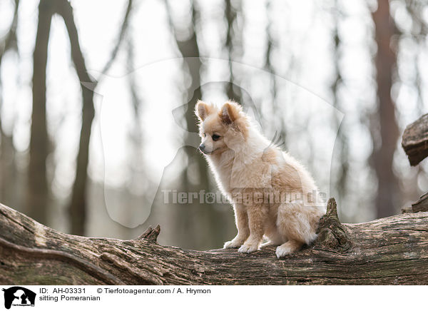 sitzender Pomeranian / sitting Pomeranian / AH-03331