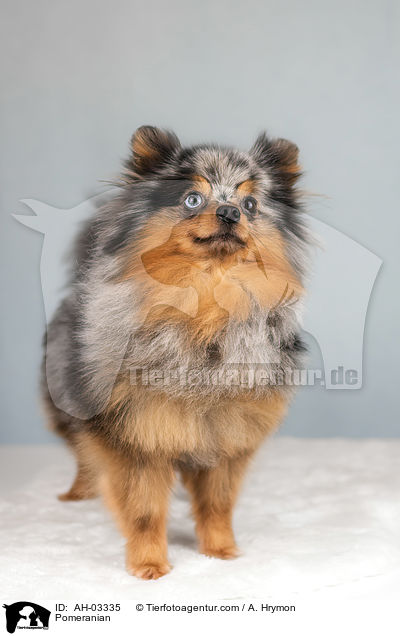 Pomeranian / Pomeranian / AH-03335