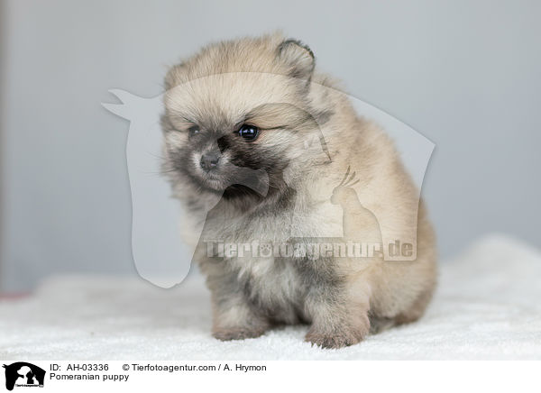 Pomeranian Welpe / Pomeranian puppy / AH-03336