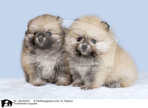 Pomeranian Welpen / Pomeranian puppies / AH-03337