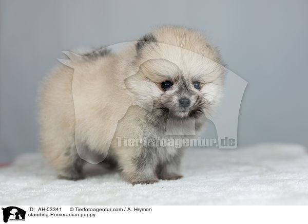 stehender Pomeranian Welpe / standing Pomeranian puppy / AH-03341