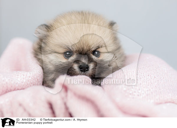 Pomeranian Welpe Portrait / Pomeranian puppy portrait / AH-03342