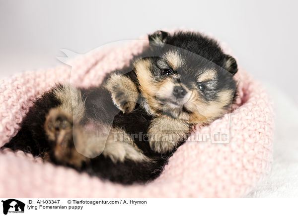 liegender Pomeranian Welpe / lying Pomeranian puppy / AH-03347