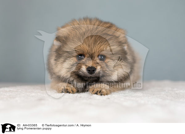 liegender Pomeranian Welpe / lying Pomeranian puppy / AH-03365