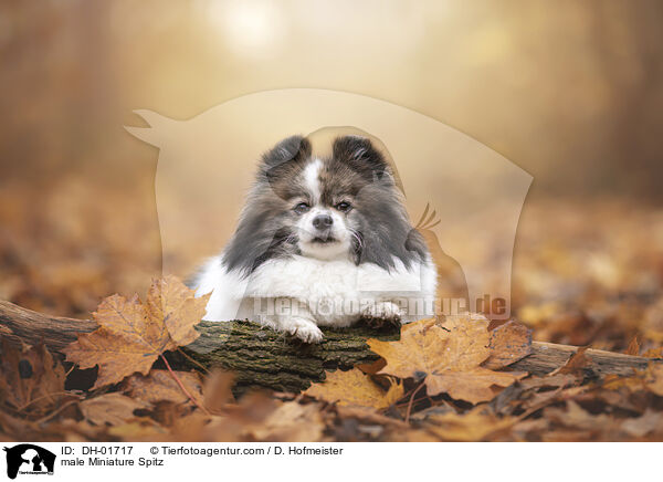 Kleinspitz Rde / male Miniature Spitz / DH-01717