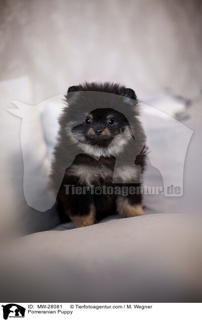 Pomeranian Welpe / Pomeranian Puppy / MW-28081