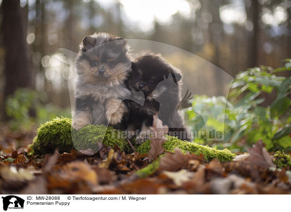 Pomeranian Welpe / Pomeranian Puppy / MW-28088