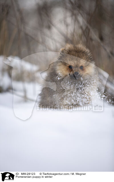 Pomeranian Welpe im Winter / Pomeranian puppy in winter / MW-28123