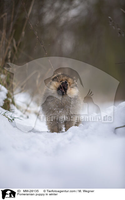 Pomeranian Welpe im Winter / Pomeranian puppy in winter / MW-28135