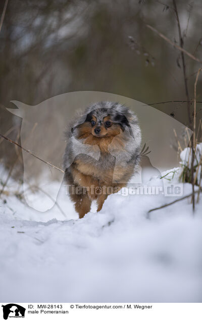 Pomeranian Rde / male Pomeranian / MW-28143