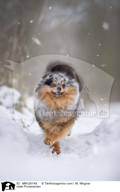 Pomeranian Rde / male Pomeranian / MW-28149