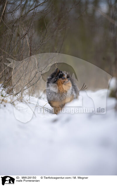 Pomeranian Rde / male Pomeranian / MW-28150