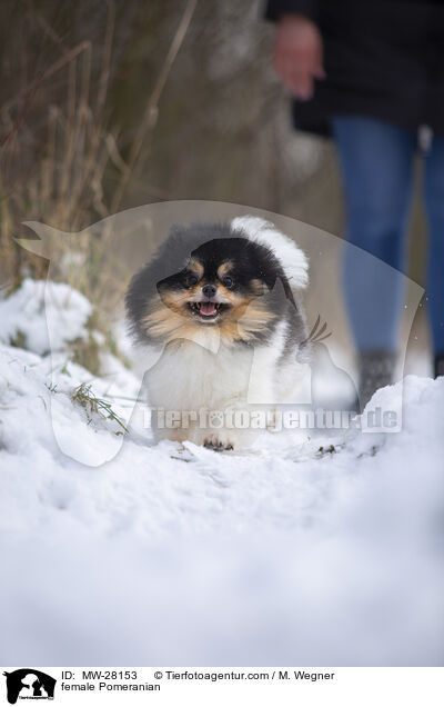 Pomeranian Hndin / female Pomeranian / MW-28153