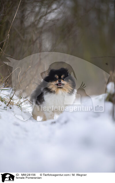 Pomeranian Hndin / female Pomeranian / MW-28156