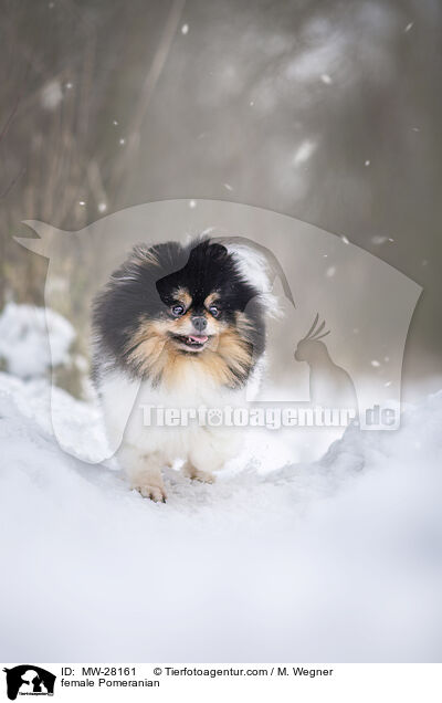 Pomeranian Hndin / female Pomeranian / MW-28161