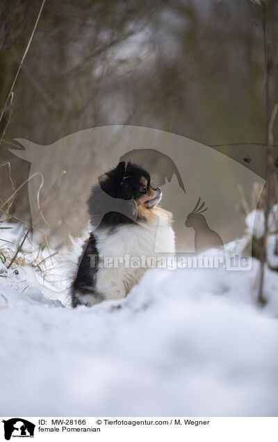 Pomeranian Hndin / female Pomeranian / MW-28166