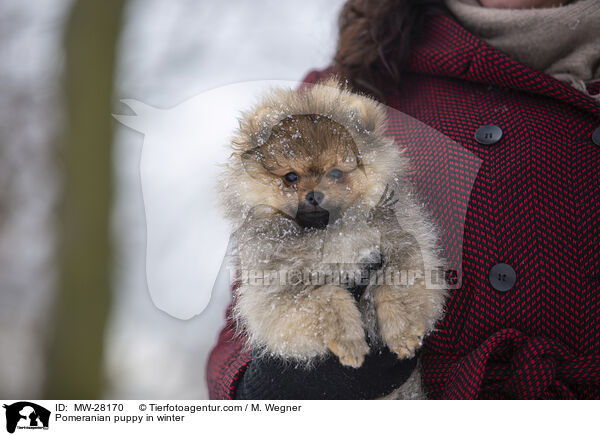 Pomeranian Welpe im Winter / Pomeranian puppy in winter / MW-28170