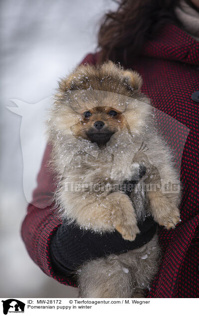 Pomeranian Welpe im Winter / Pomeranian puppy in winter / MW-28172