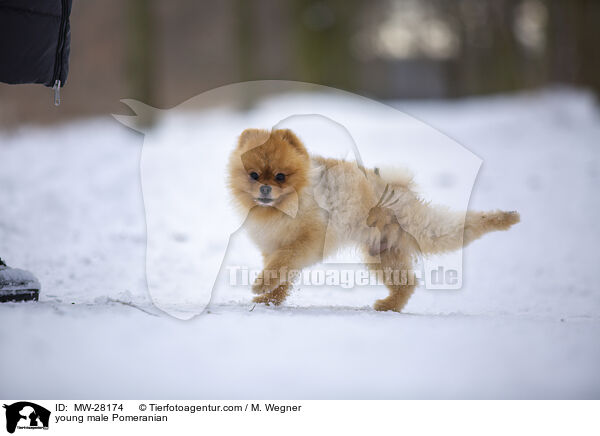 junger Pomeranian Rde / young male Pomeranian / MW-28174