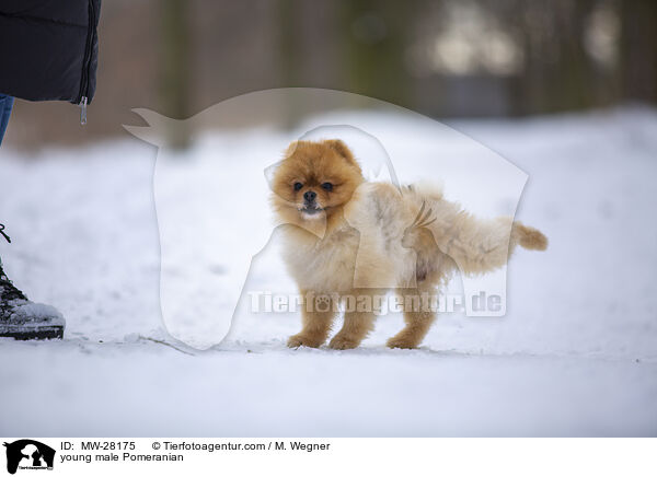 junger Pomeranian Rde / young male Pomeranian / MW-28175