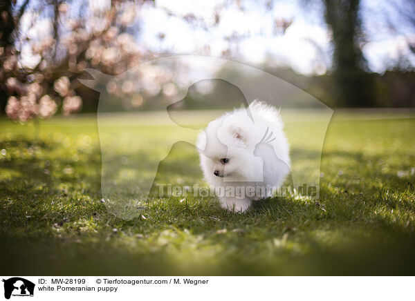 weier Pomeranian Welpe / white Pomeranian puppy / MW-28199