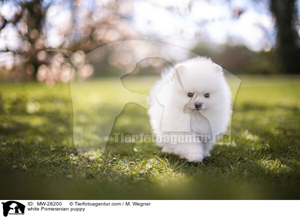 weier Pomeranian Welpe / white Pomeranian puppy / MW-28200