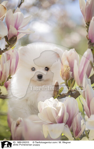 weier Pomeranian Welpe / white Pomeranian puppy / MW-28203