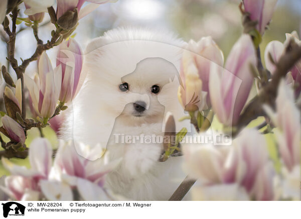 weier Pomeranian Welpe / white Pomeranian puppy / MW-28204