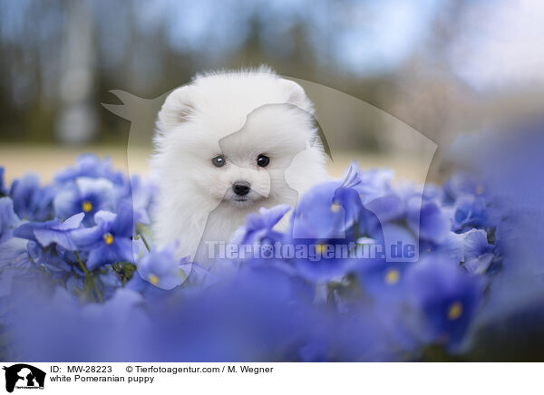 weier Pomeranian Welpe / white Pomeranian puppy / MW-28223