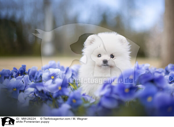 weier Pomeranian Welpe / white Pomeranian puppy / MW-28224