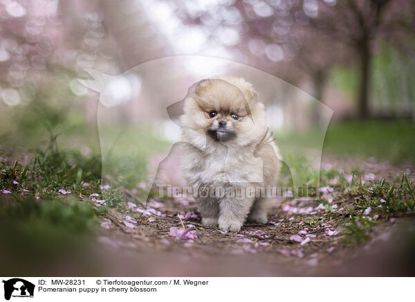 Pomeranian Welpe in der Kirschblte / Pomeranian puppy in cherry blossom / MW-28231