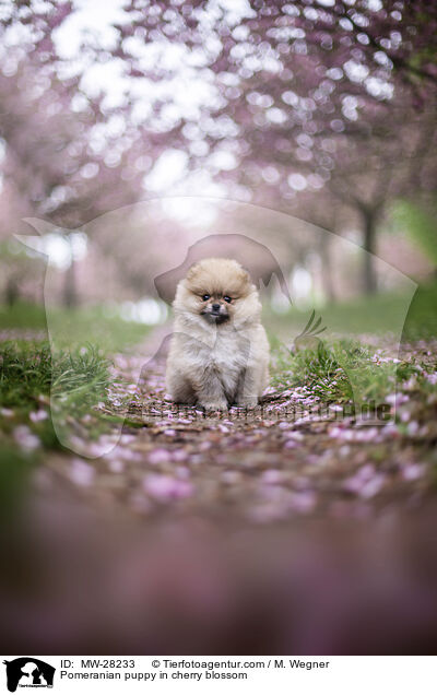 Pomeranian Welpe in der Kirschblte / Pomeranian puppy in cherry blossom / MW-28233