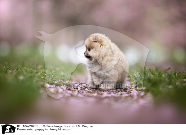 Pomeranian Welpe in der Kirschblte / Pomeranian puppy in cherry blossom / MW-28238