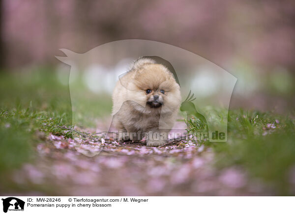 Pomeranian Welpe in der Kirschblte / Pomeranian puppy in cherry blossom / MW-28246