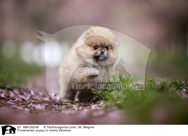 Pomeranian Welpe in der Kirschblte / Pomeranian puppy in cherry blossom / MW-28248